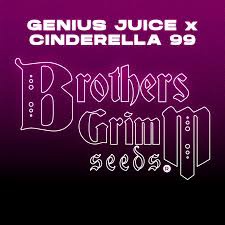 BROTHERS GRIM SEED PACKS / Genius Juice X C99 - 3 seeds